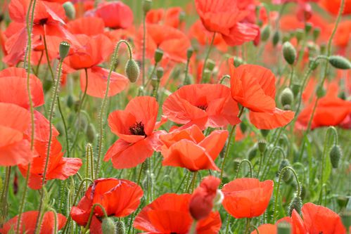 COquelicots-0038.JPG