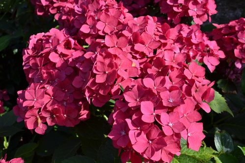 HORTENSIAS-0020.JPG