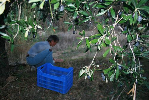olives-014.JPG