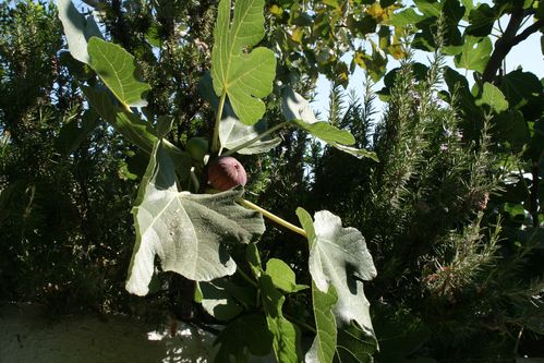 cigales-039.JPG