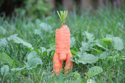 110825-192100 carotte