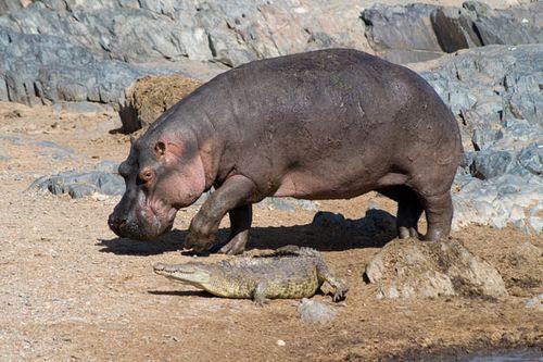 hippopotame-2006