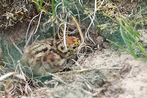 photo-1---perdrix-grise.jpg