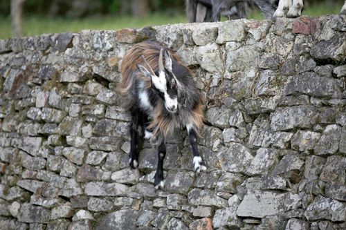 Chevre-des-Fosses--52--Roland-GAILLARD.jpg