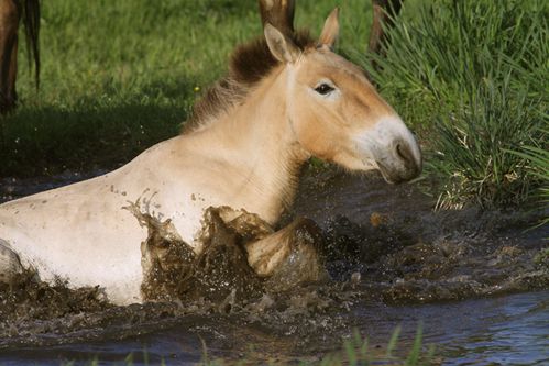 Przewalski 7111-copie-1