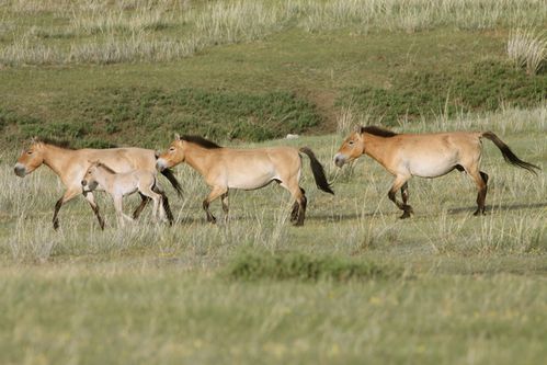 Przewalski ER 2012-copie-1