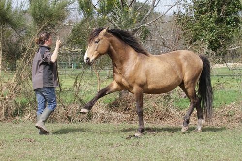 chevaux ER 30 mars 2014 1712