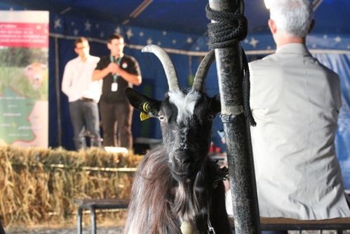 fete-vache-nantaise 0999