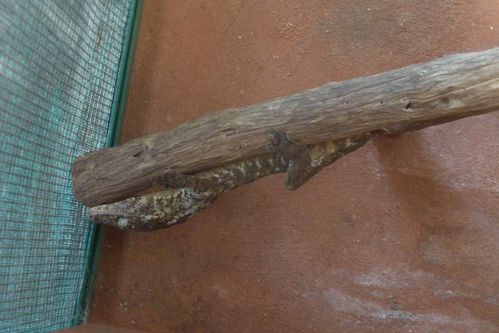 Nouméa parc zoologique (30)