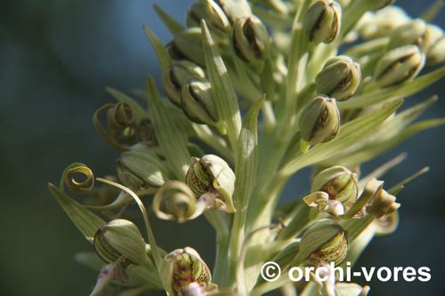orchis-bouc-crussol-2