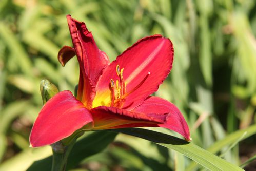 daylily-hemerocalle fleure.jpg