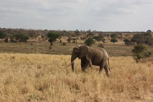 Tanzanie 2012 014