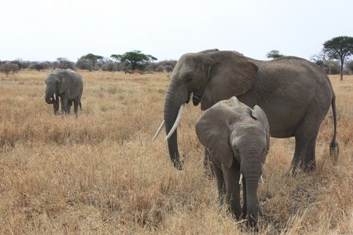 Tanzanie 2012 038