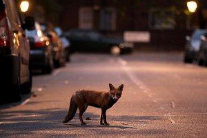 Volpi metropolitane a Londra: ne ho incontrata una!