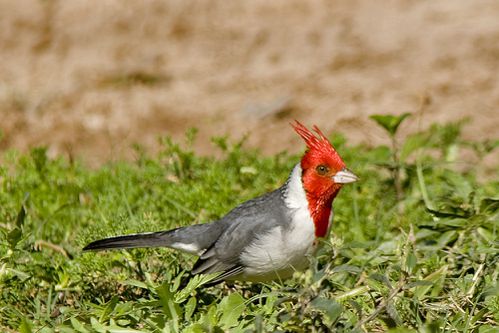 cardinal ibera