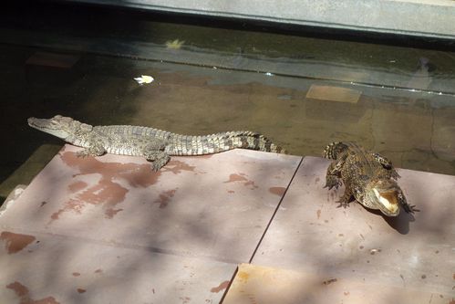 Les crocodiles du Victoria Hotel à Siem Reap