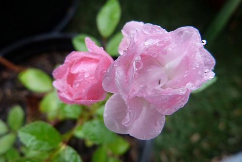 rosepale2011.jpg