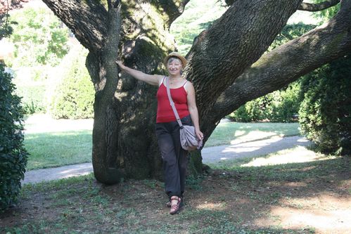 de beaux arbres