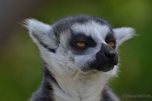 Lemur catta ou Maki