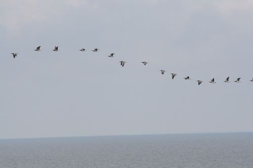 26-septembre-Saaremaa-migration-au-dessus-mer.jpg