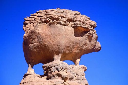 Herisson-au-sahara.jpg