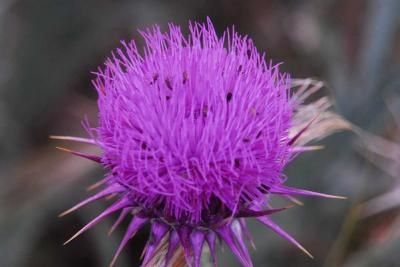 fleur du désert