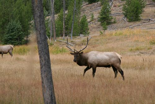 yellowstone_0666.JPG