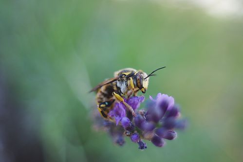 Abeille-travail-sortir-du-burnout-joie-au-travail.jpg