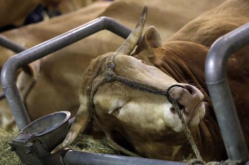617563-un-boeuf-au-salon-de-l-agriculture-a-paris-le-1er-ma.jpg