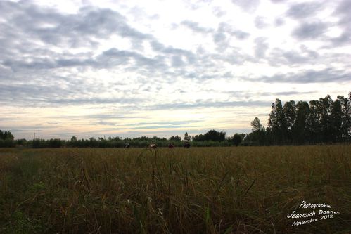 riz 109 copie copie