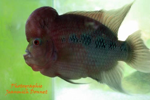 le poisson de Chaichet 01