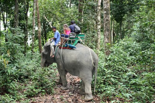 elephants_03.jpg