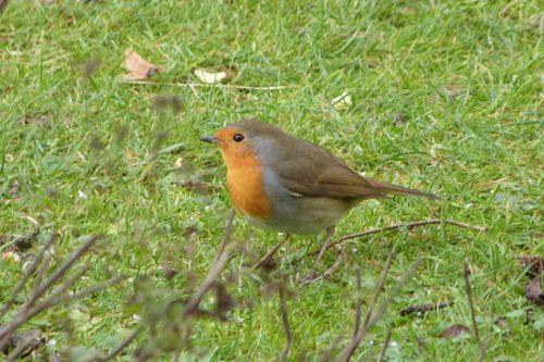 rouge gorge sur l'herbe