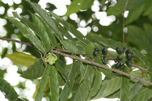 les-arbres-du-costa-rica-2012-0846.JPG