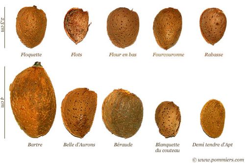 comparaison de quelques variétés