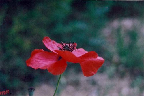 coquelicot-2.jpg