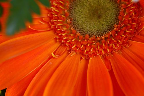 orange-gerber-daisy-flower-macro-photo