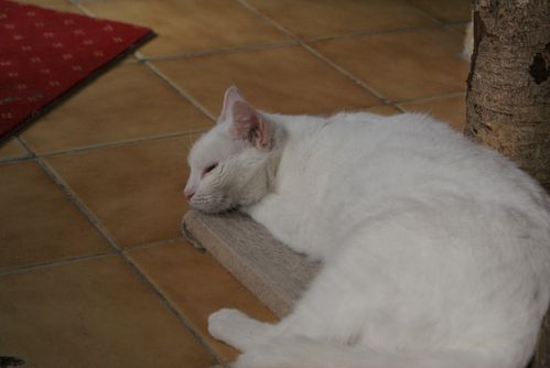 Neige