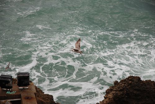 oiseau moqueur dans le vent de biarritz-19