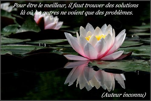 pensee-fleur-3.jpg