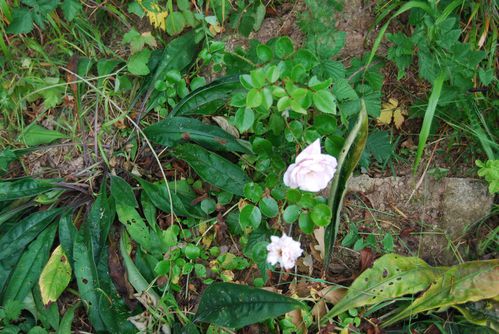 Grimpant rose Morsang - Nouvelle pousse