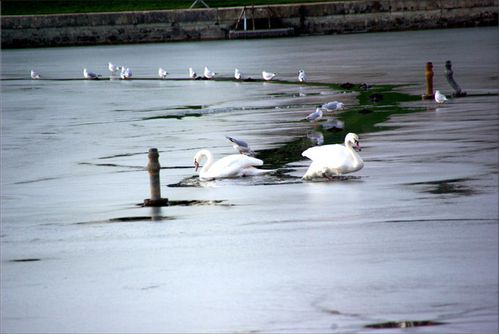 Bassin-de-Neptune-gele.jpg