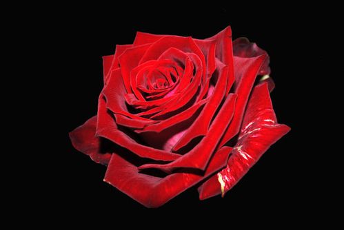 rose-rouge-fond-noir-fleurs--60b862T650-copie-1.jpg