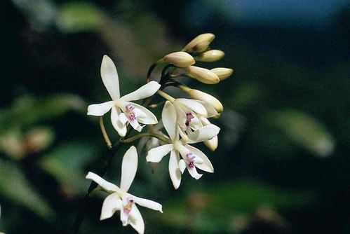 Epidendrum_patens_Ph_Feldmann.jpg