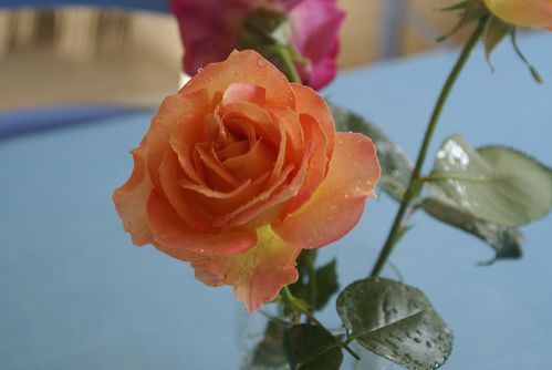 rosier-elle-1-modif.jpg