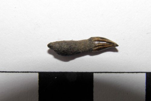 dent d'Eurhinodelphis sp. 1b