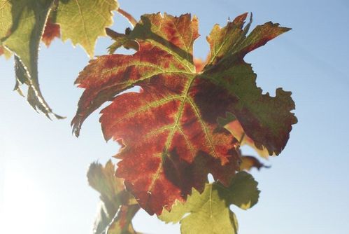 AUTOMNE4.jpg