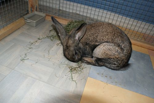 Mon lapin Toupie : le 27/04/2010- 3