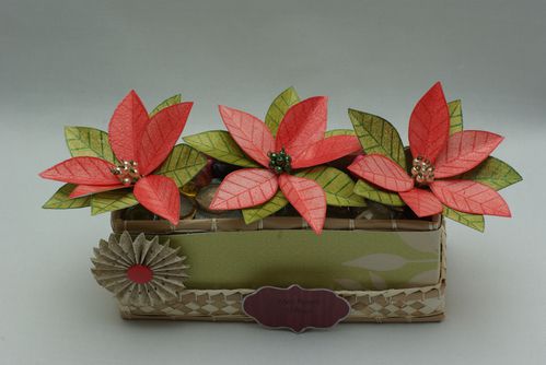 pandore-et-poinsettia-1.jpg