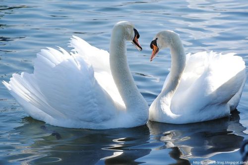 Couple-de-cygnes-amoureux.jpg